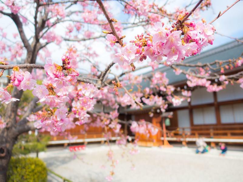 Sakura Nijo Castle West I * Kyoto